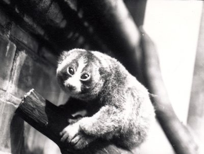 Slow Loris on a branch at the zoo by Frederick William Bond